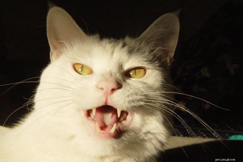 Do Cats Really Only Meow at Humans? Uncovering the Truth