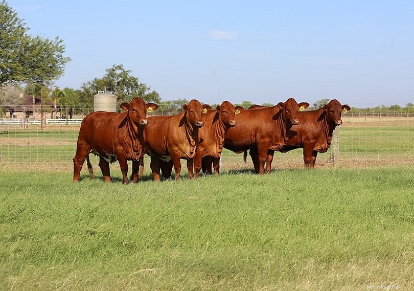 Beefmaster Cattle: A Versatile, Hard‑Working Breed for Modern Ranchers