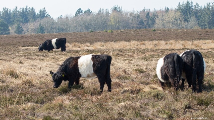 Top 9 All‑Black Cattle Breeds – An Illustrated Guide