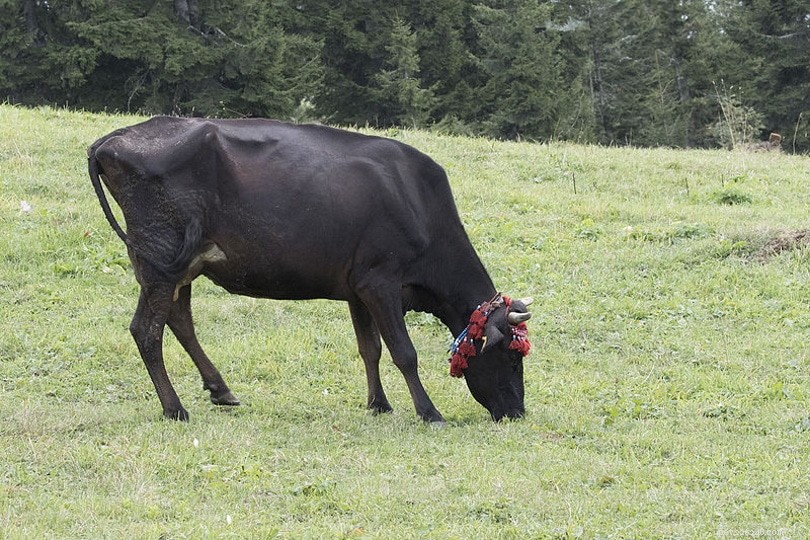 Top 9 All‑Black Cattle Breeds – An Illustrated Guide