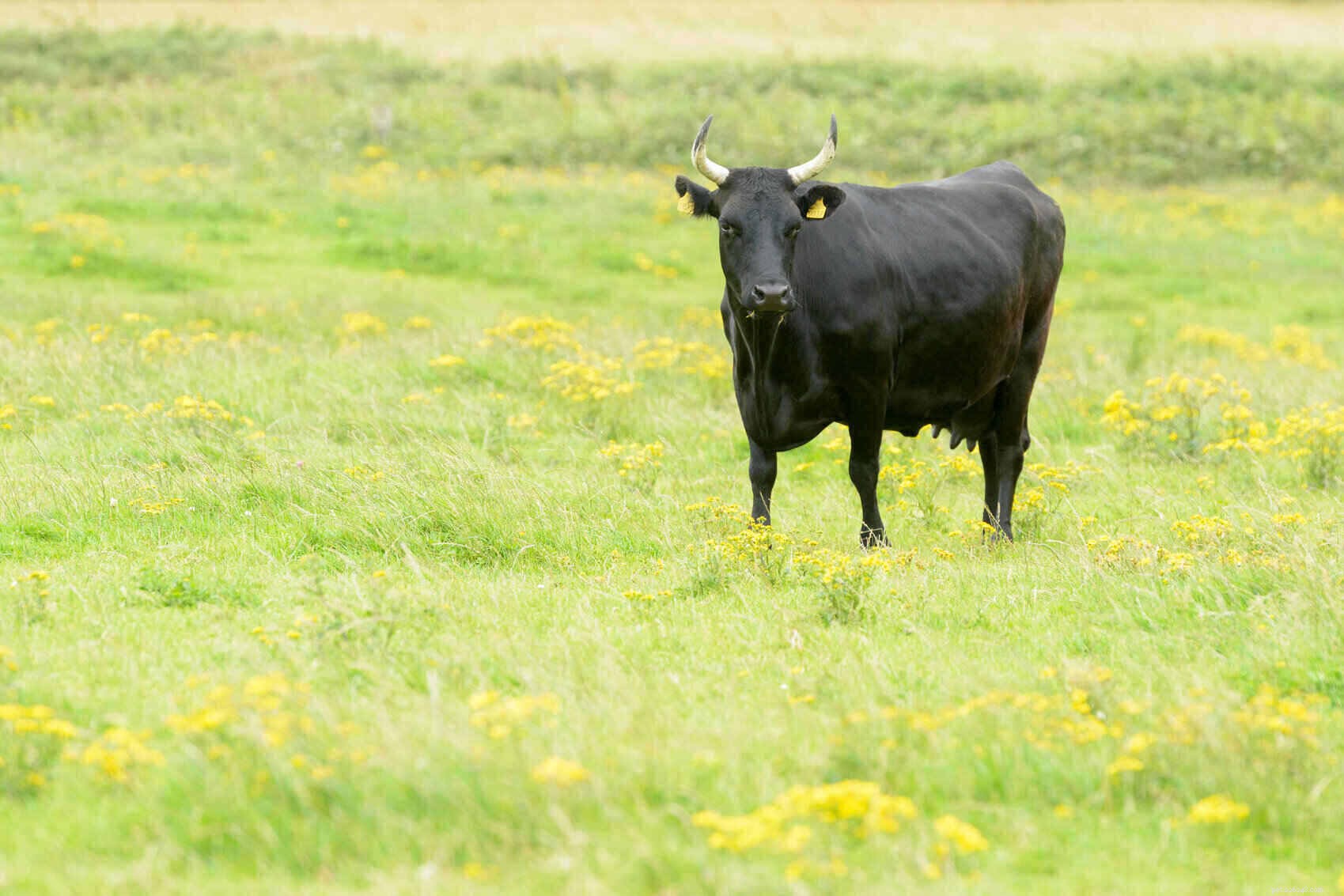 Kerry Cattle: Ireland’s Historic Breed of Hardiness, Milk Quality, and Gentle Temperament