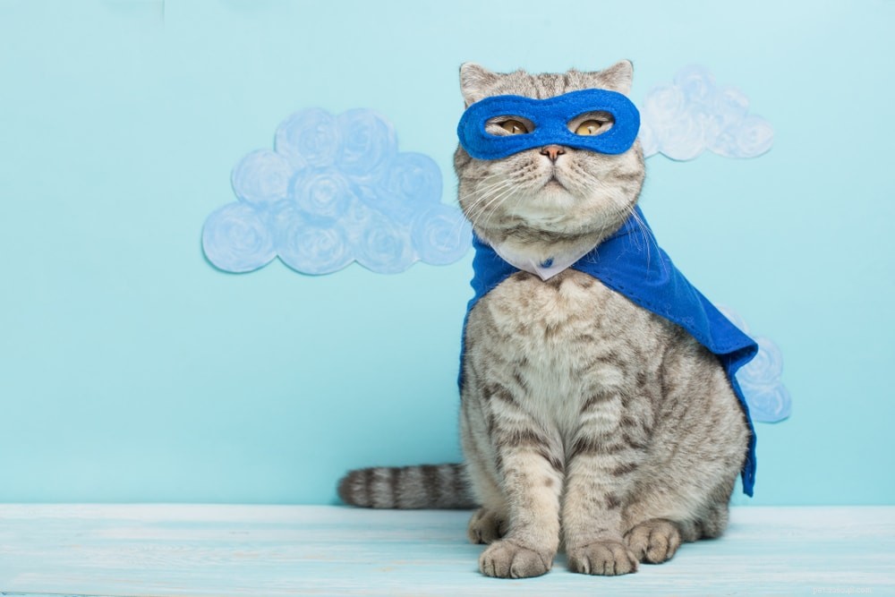 Discover 300+ Anime-Inspired Cat Names: Adorable & Unique Choices for Your Feline