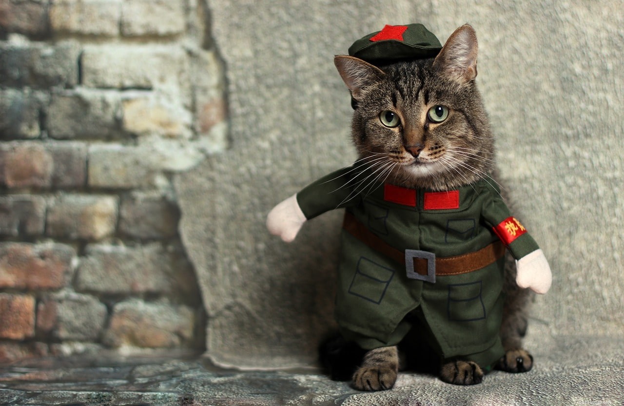 Discover 300+ Anime-Inspired Cat Names: Adorable & Unique Choices for Your Feline