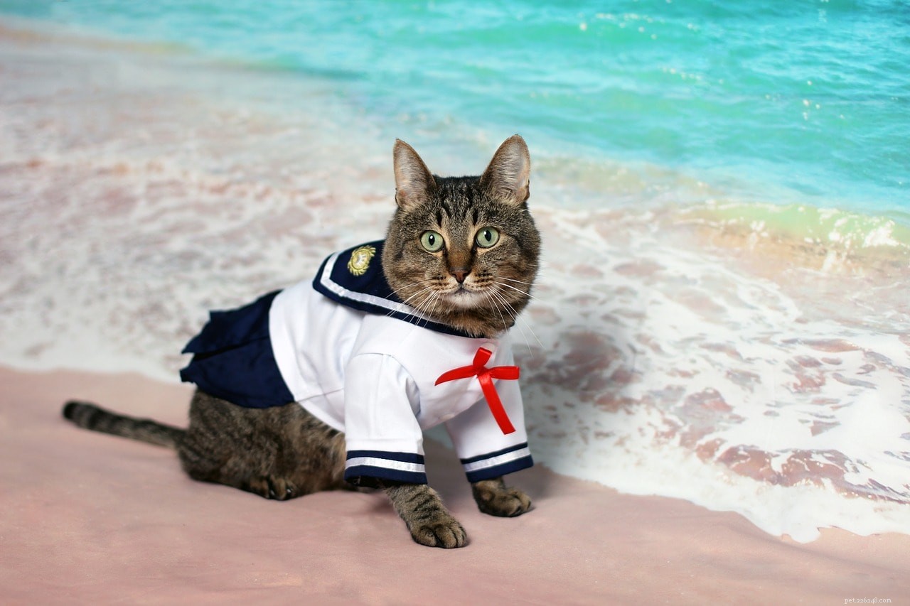 Discover 300+ Anime-Inspired Cat Names: Adorable & Unique Choices for Your Feline