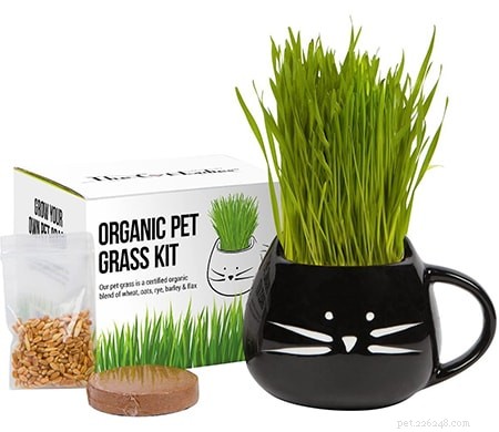 Top 51 Gift Ideas for Cat Lovers: 2022 Edition
