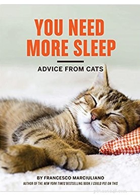 Top 51 Gift Ideas for Cat Lovers: 2022 Edition