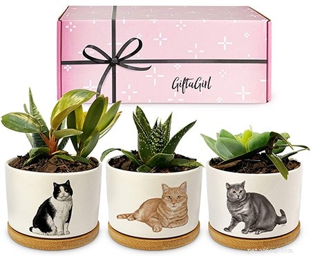 Top 51 Gift Ideas for Cat Lovers: 2022 Edition