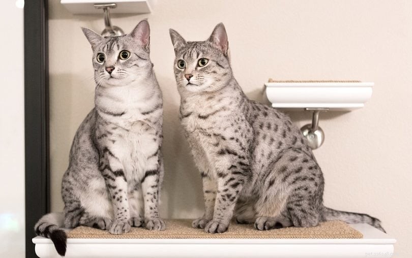 100 Charming Cat Names: Sweet & Memorable Picks for Your New Feline