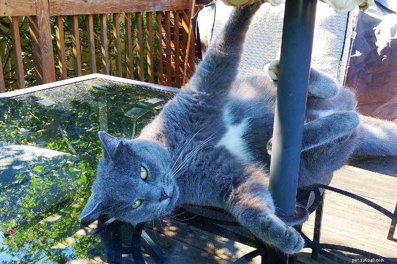 Over 300 Adorable & Unique Female Cat Names to Choose From