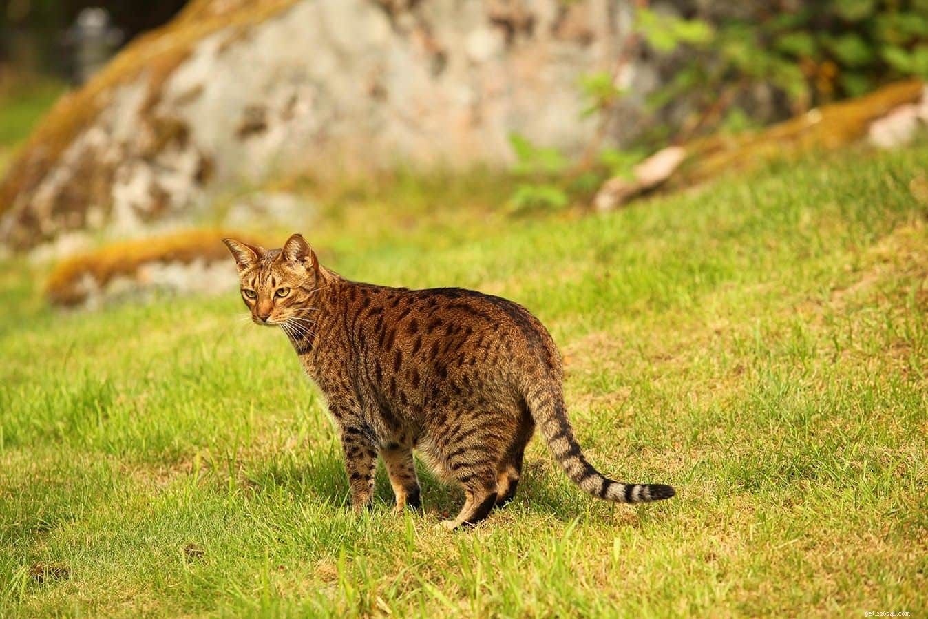 Over 300 Adorable & Unique Female Cat Names to Choose From