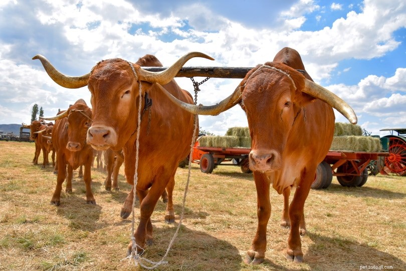 Africander Cattle: South Africa s Premier Indigenous Beef Breed