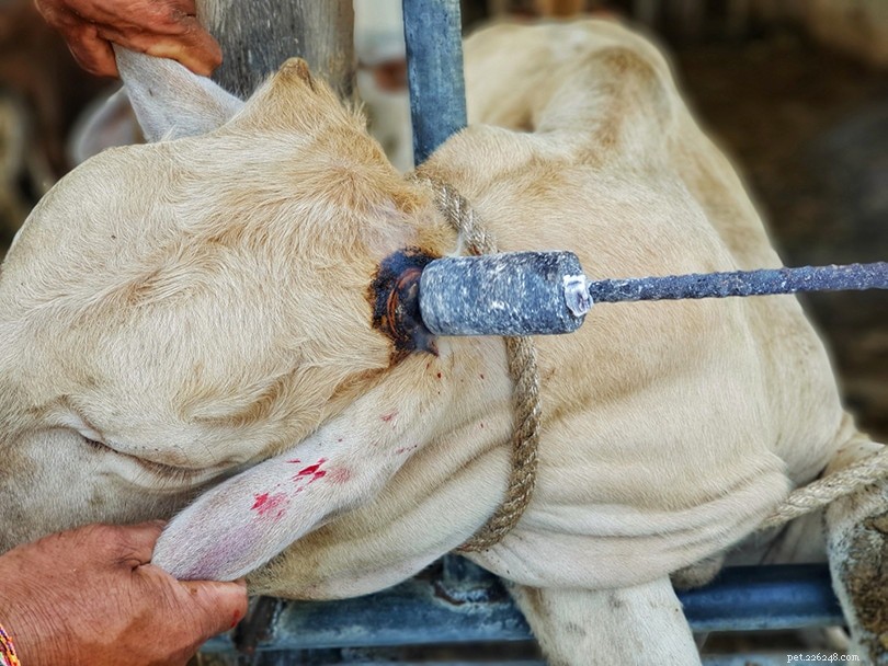 Understanding Cattle Dehorning: Reasons, Methods, and Welfare