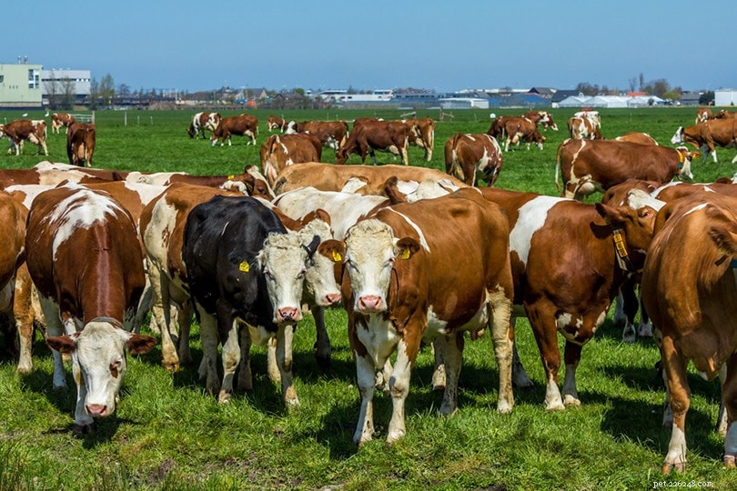 Meuse‑Rhine‑Issel Cattle: A Proven Dutch Milk‑Producing Breed