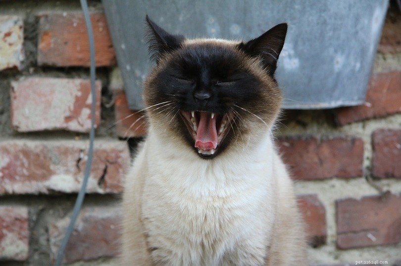 Siamese vs. Thai Cat: Key Differences Explained