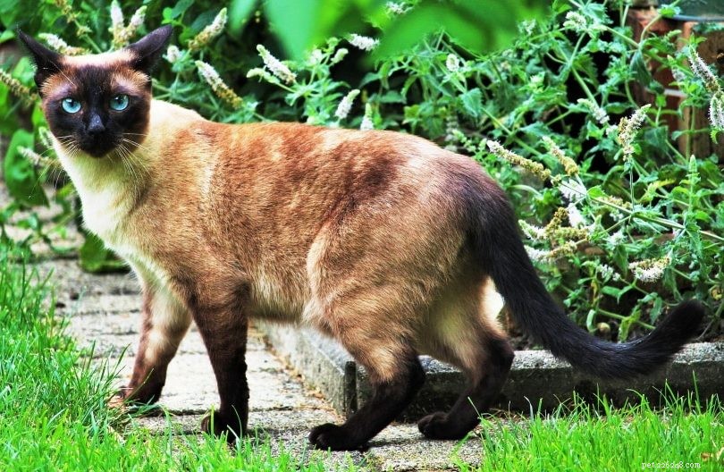 Siamese vs. Thai Cat: Key Differences Explained