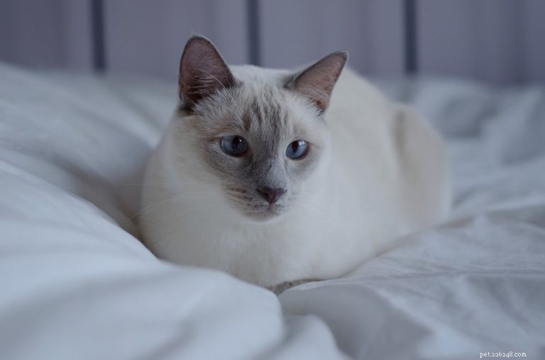 Siamese vs. Thai Cat: Key Differences Explained