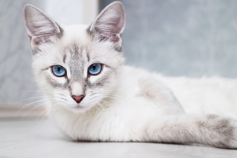 Siamese vs. Thai Cat: Key Differences Explained