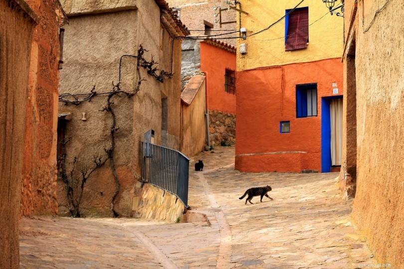 Do Cats Really Run Away to Die? Debunking the Myth and What It Means for Your Pet