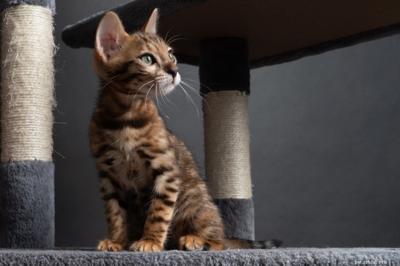 Top 10 Cat Trends Shaping the Pet Industry in 2022