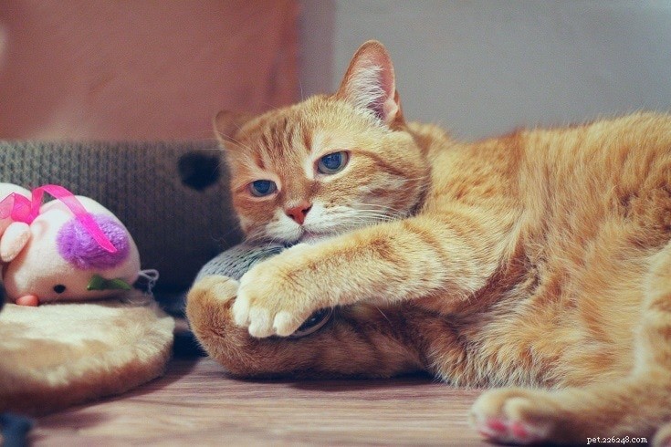 Top 10 Cat Trends Shaping the Pet Industry in 2022