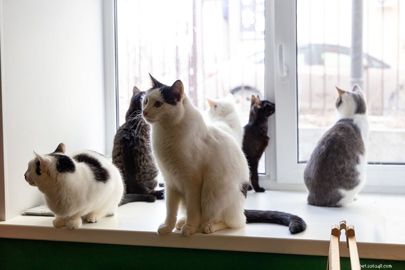 Top 10 UK Cat Statistics Every Pet Lover Should Know in 2022