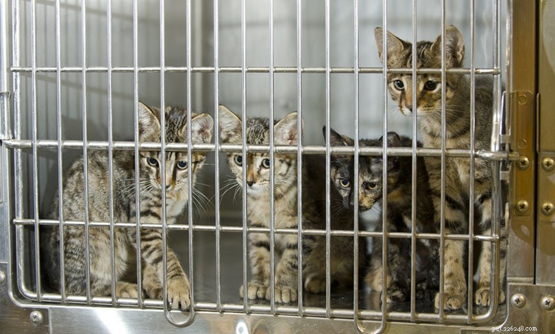 Top 10 UK Cat Statistics Every Pet Lover Should Know in 2022