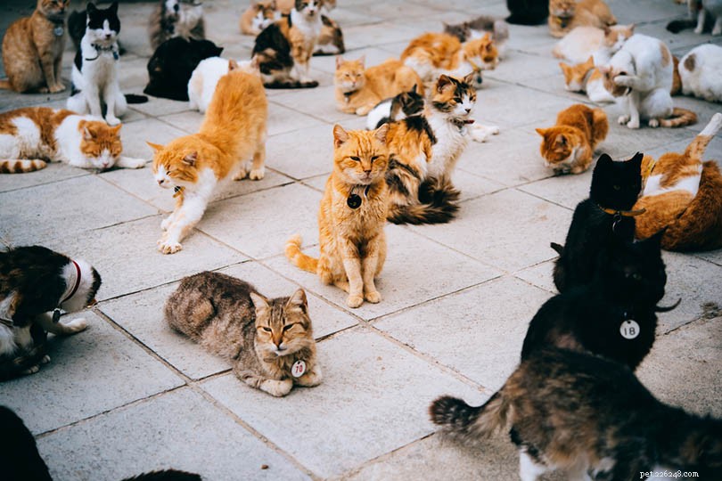 Top 10 UK Cat Statistics Every Pet Lover Should Know in 2022