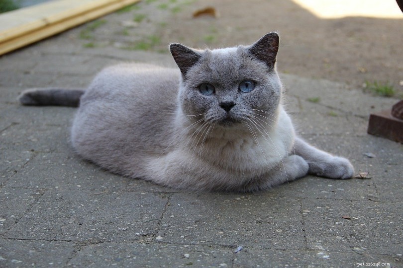 Discover 290+ Rare & Unique Cat Names to Match Your Feline s Personality