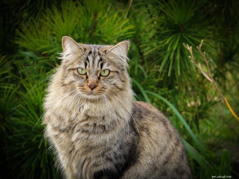 Discover 290+ Rare & Unique Cat Names to Match Your Feline s Personality