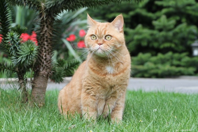 Discover 290+ Rare & Unique Cat Names to Match Your Feline s Personality