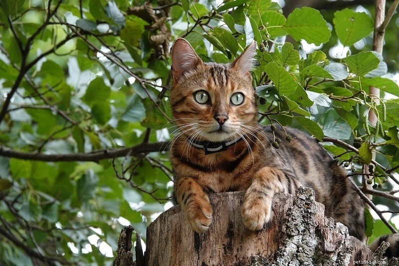 Discover 290+ Rare & Unique Cat Names to Match Your Feline s Personality