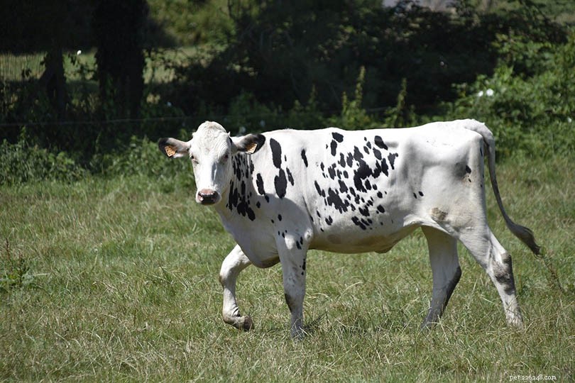 Holstein Cattle: The World’s Leading Dairy Breed & Their Suitability for Small Farms