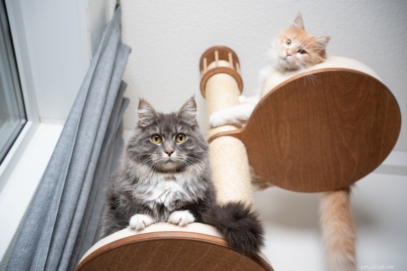 Over 250 Trending Cat Names to Find the Perfect Match