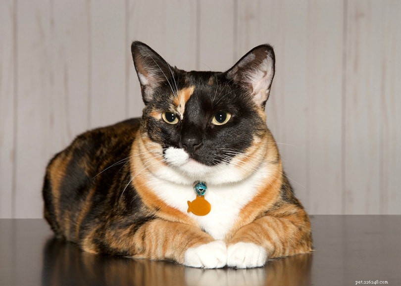 Over 250 Trending Cat Names to Find the Perfect Match