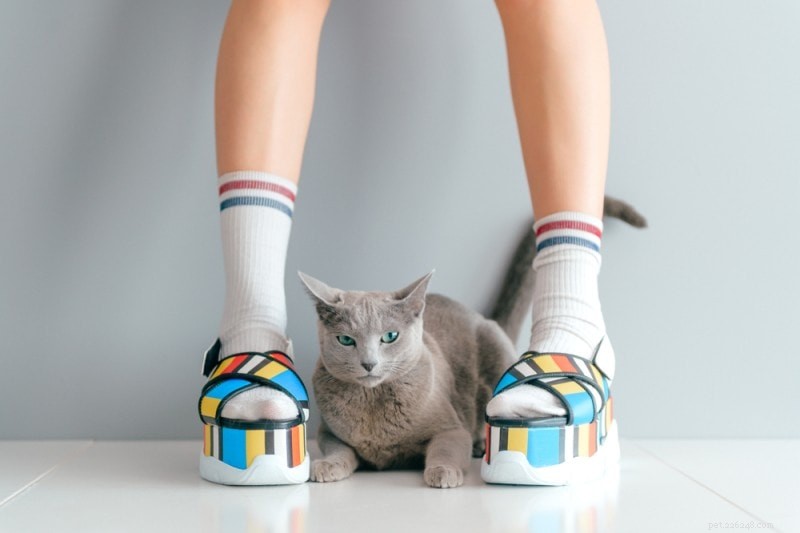 Over 170 Unique Japanese Cat Names – Meaningful & Exotic Choices