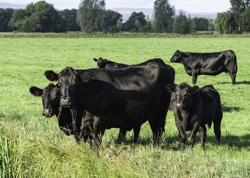Aberdeen Angus Cattle: Scotland’s Iconic Beef Breed