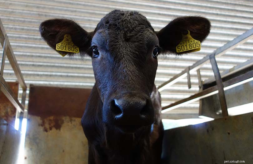 Aberdeen Angus Cattle: Scotland’s Iconic Beef Breed