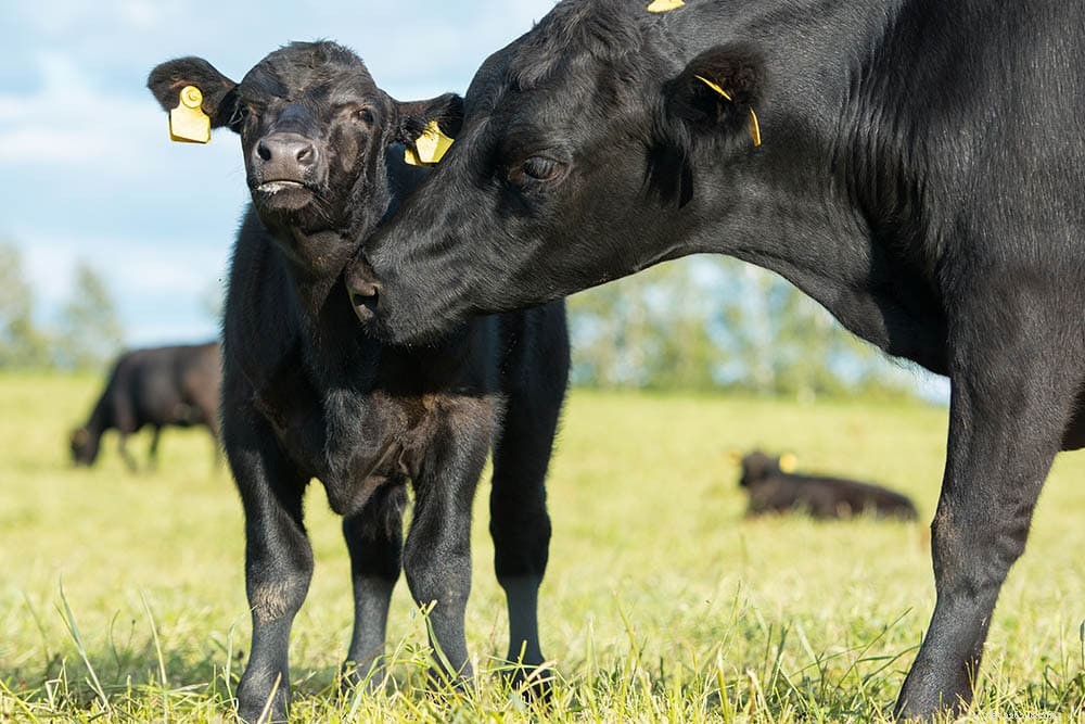 Aberdeen Angus Cattle: Scotland’s Iconic Beef Breed