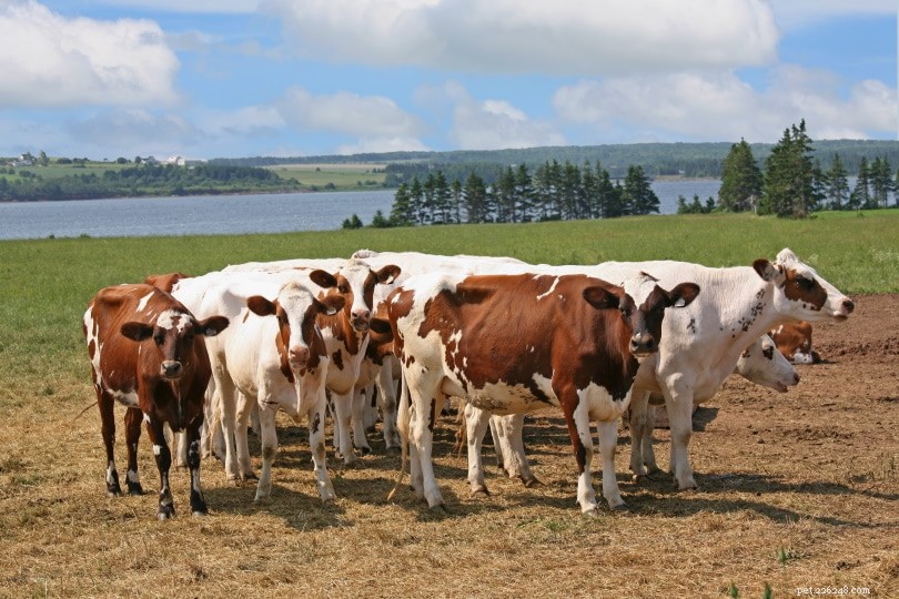 Ayrshire Cattle: Premium Milk Producers from Scotland