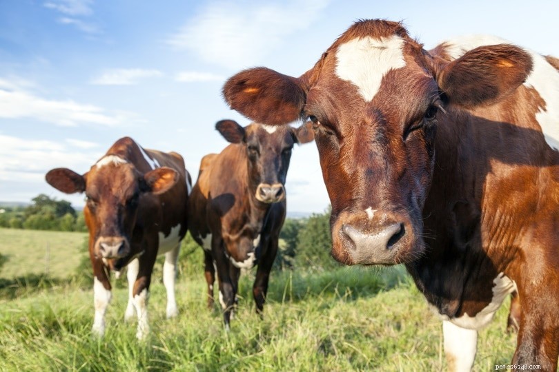 Ayrshire Cattle: Premium Milk Producers from Scotland