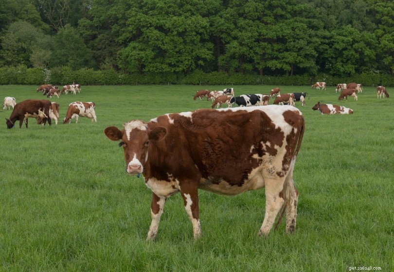 Ayrshire Cattle: Premium Milk Producers from Scotland