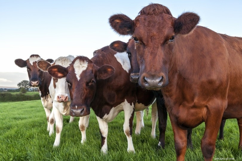 Ayrshire Cattle: Premium Milk Producers from Scotland