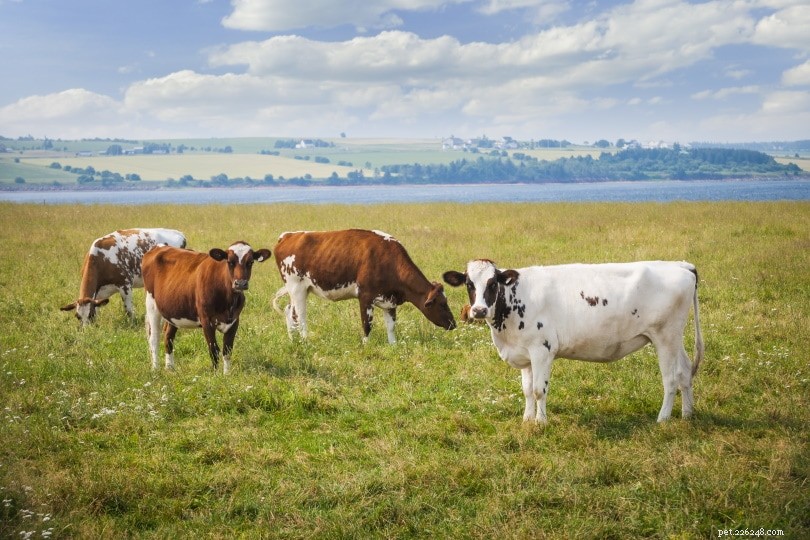 Ayrshire Cattle: Premium Milk Producers from Scotland