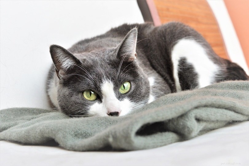 Why Do Cats Suck on Blankets? 6 Key Reasons Explained