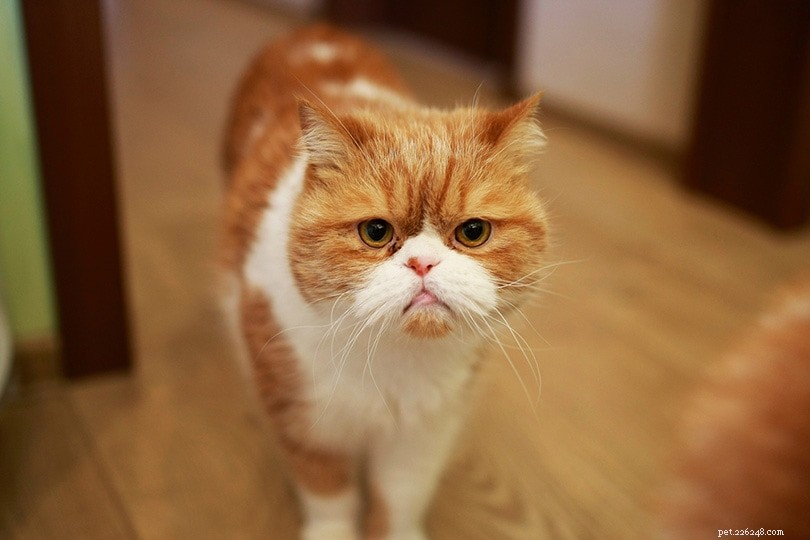 200 Strong & Popular Male Cat Names – Find the Perfect Fit for Your Boy Cat