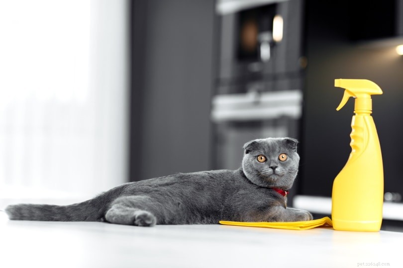 85+ Elegant Gray Cat Names: From Smoky to Silvery for Your Silver‑Furred Companion