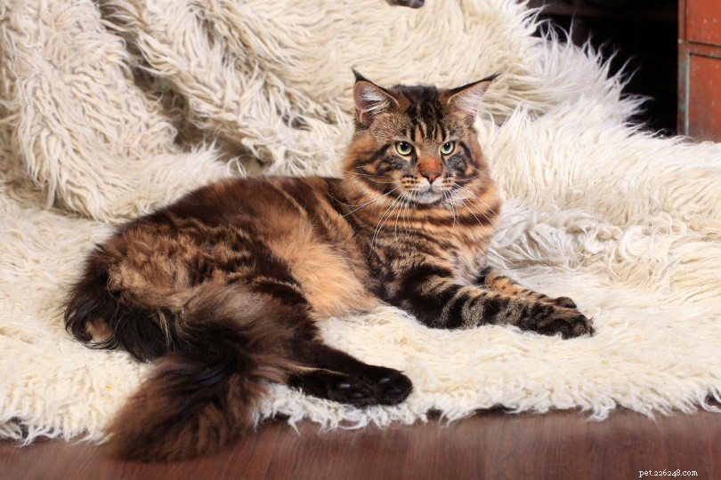 Over 250 Stylish Cat Names – Find the Perfect Name for Your Feline