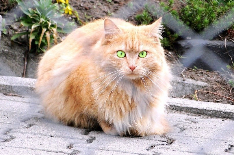 Over 250 Stylish Cat Names – Find the Perfect Name for Your Feline