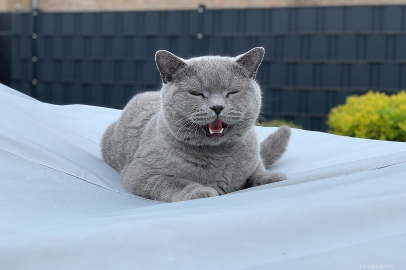 200 Scientific Cat Names: Smart, Modern & Uniquely Inspired Choices for Your Feline