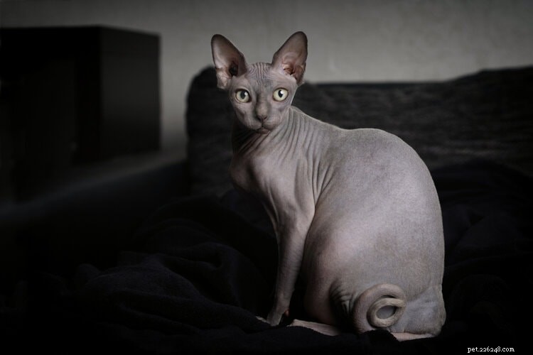 78 Enchanting Harry Potter Cat Names to Spark Your Pet’s Magic